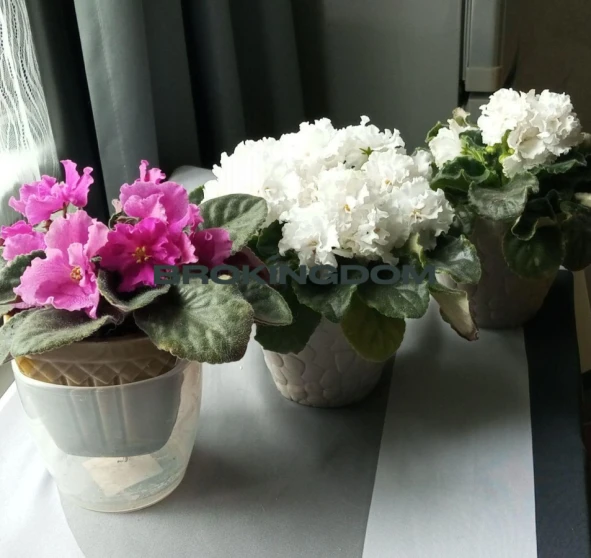 Фото 1. Однокомнатная квартира, продажа. Киев Оболонский