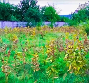 Zdjęcie 2. Działka, na sprzedaż. Trypillia