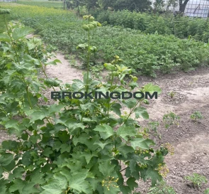 Photo 4. House, for sale. Зазим'я Світанкова