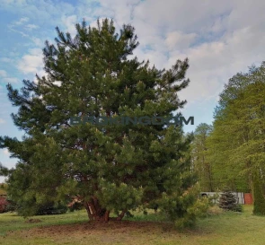 Фото 5. Участок, продажа. Хотяновка