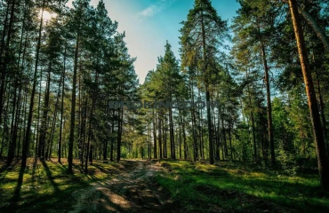 Фото Участок, продажа. Лесники Квіткова