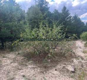 Фото 5. Участок, продажа. Вышгород Шевченко