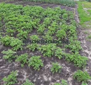 Photo 3. House, for sale. Khotianivka Zhovtneva