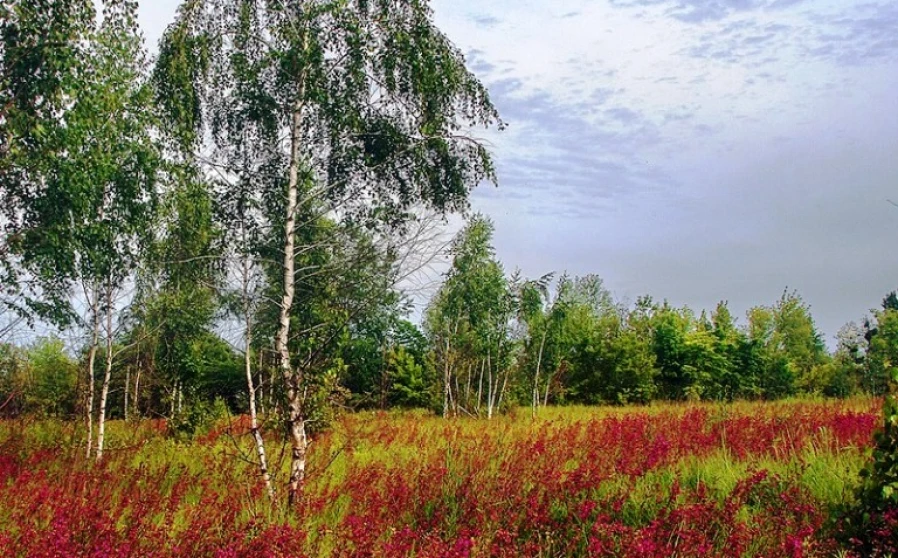 Foto 1. Terreno, en venta. Zarichany Зарічани