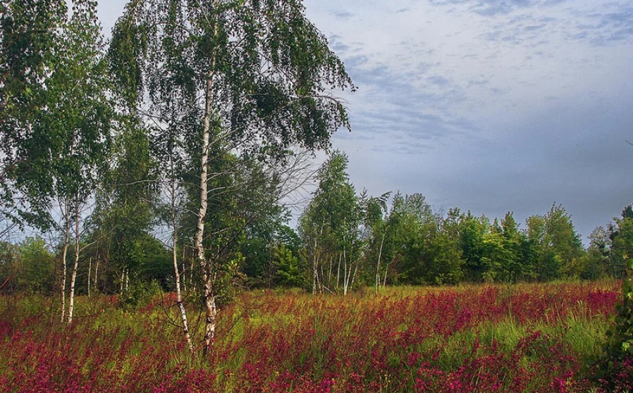 Фото 1. Участок, продажа. Дениши Дениші