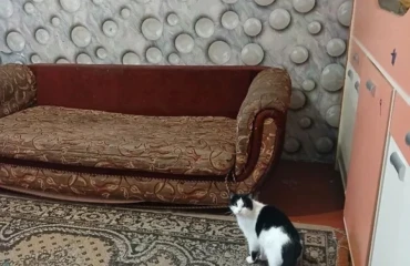 Zdjęcie Kawalerka mieszkanie, do wynajęcia. Poltava Shevchenkivskyi