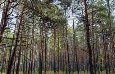 Photo Lot, for sale. Zhukyn