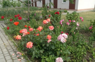 Фото Дом, продажа. Полтава Шевченковский (Октябрьский)