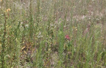 Foto Terreno, en venta. Bucha